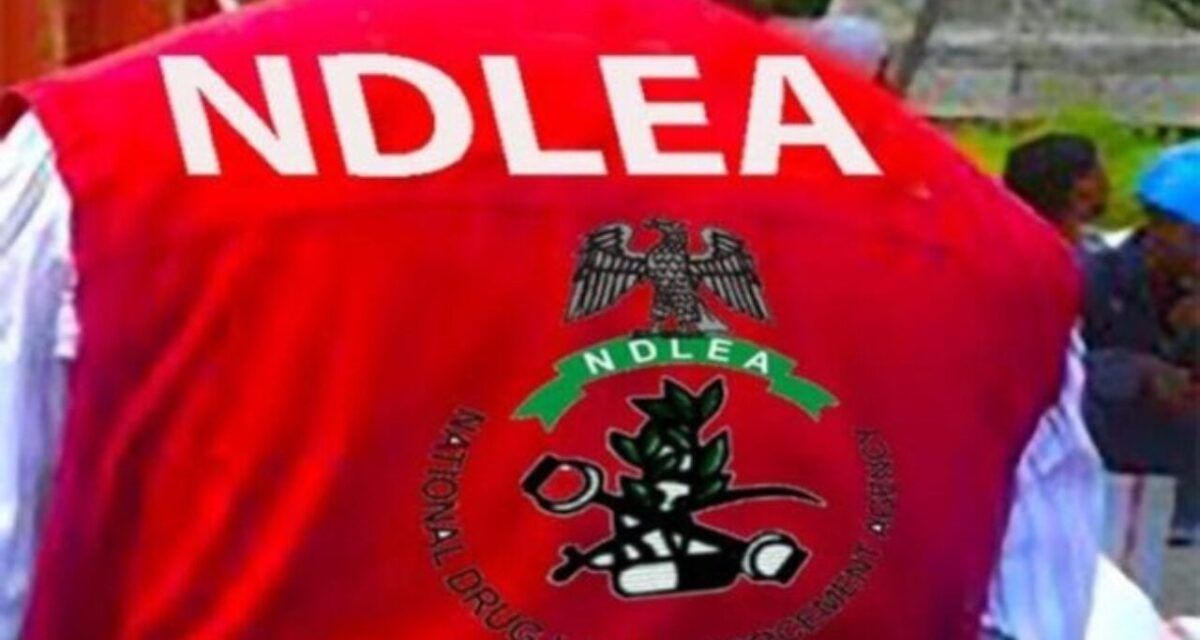 NDLEA arrests 1,860 suspects, seizes 5.4 tonnes of illicit drugs in Kano