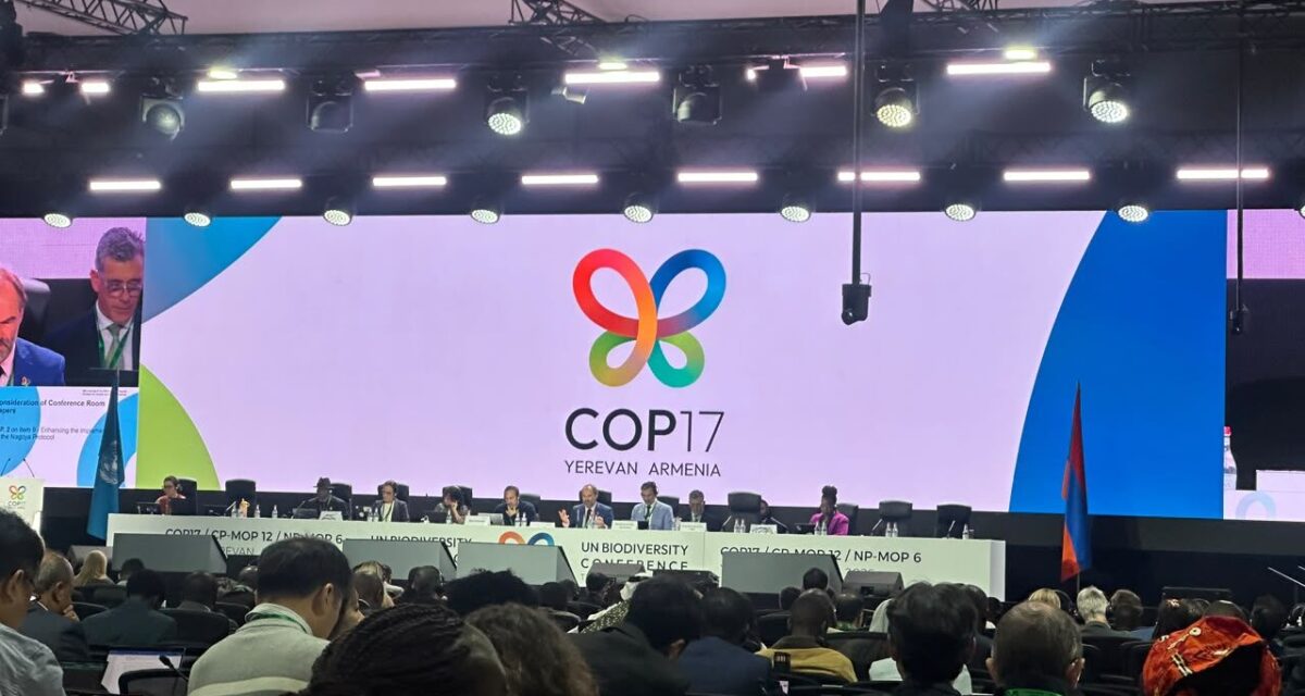 Indigenous groups urge UN to halt wildlife carbon, biodiversity credits