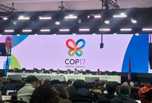 Indigenous groups urge UN to halt wildlife carbon, biodiversity credits