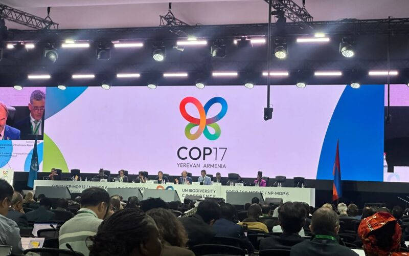 Indigenous groups urge UN to halt wildlife carbon, biodiversity credits Indigenous groups urge UN to halt wildlife carbon, biodiversity credits