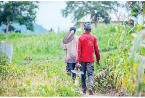 High Input Costs, Insecurity Undercut Federal Govt’s Food Emergency Interventions