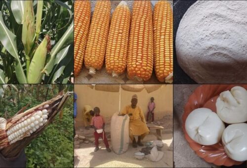 What are Nigerians eating? Tracing TELA maize from farms to dinner tables (I)