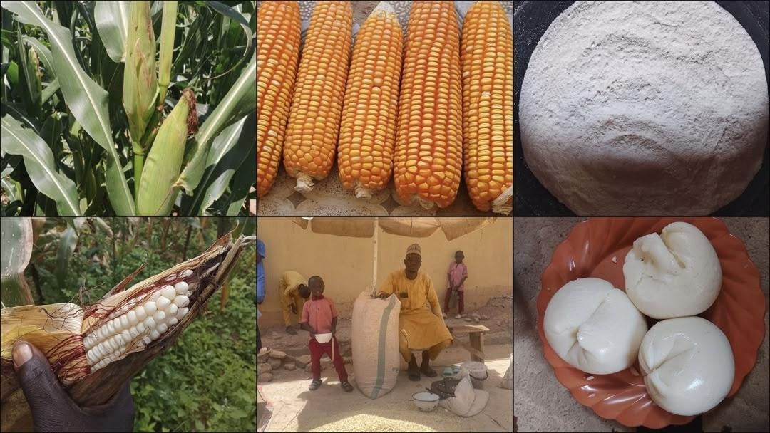 What are Nigerians eating? Tracing TELA maize from farms to dinner tables (I)